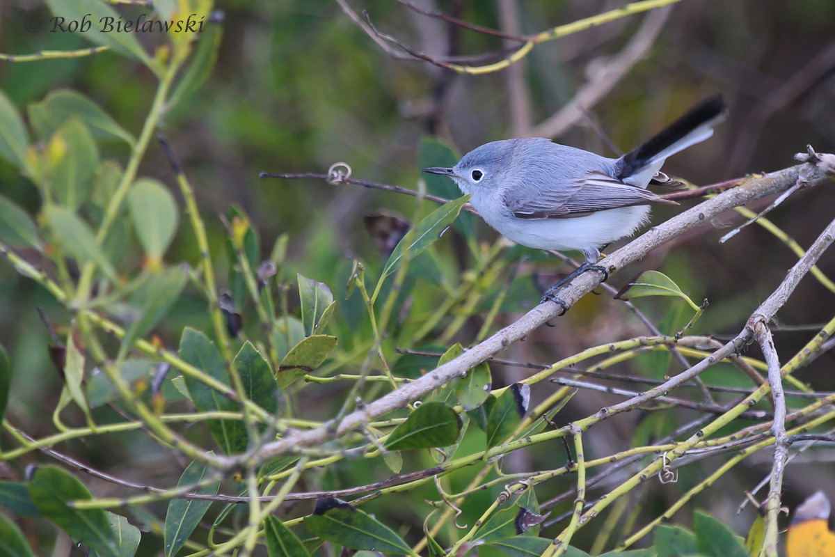   Blue-gray Gnatcatcher / 8 Apr 2016 / Back Bay NWR  