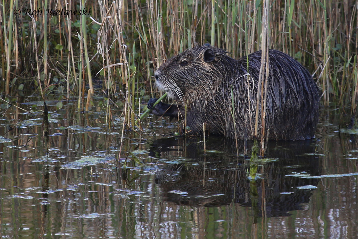   Nutria / 8 Apr 2016 / Back Bay NWR  