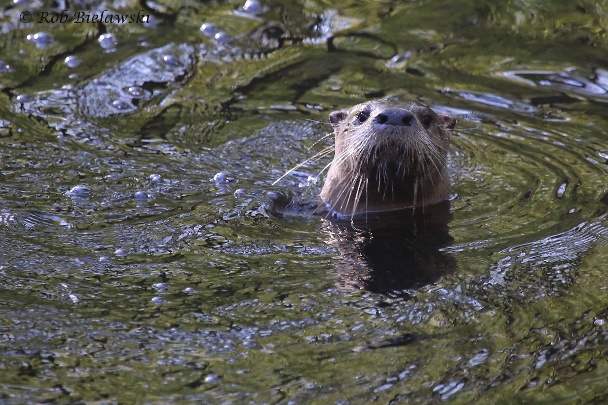   River Otter / 9 Apr 2016 / Great Dismal Swamp NWR, Suffolk, VA  