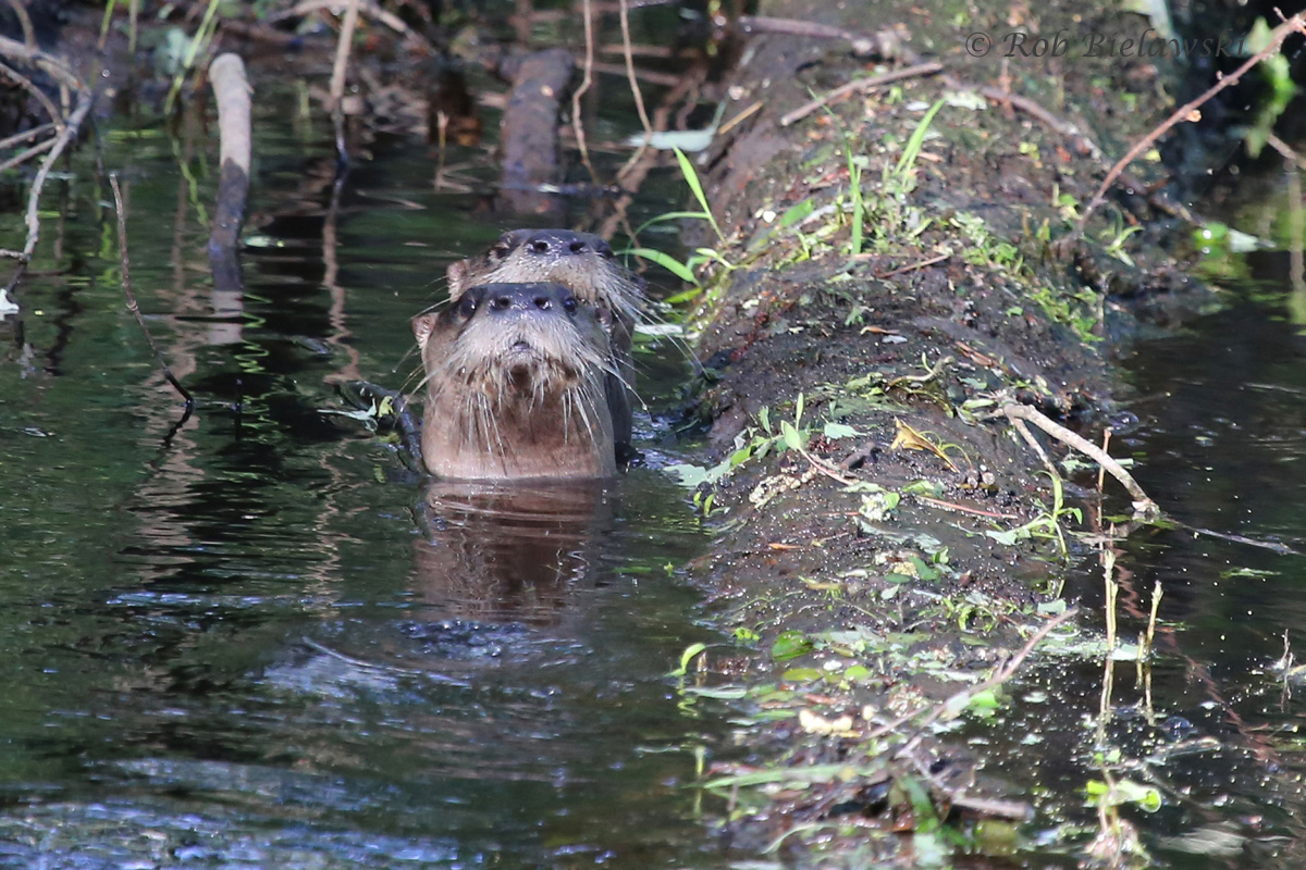   River Otters / 9 Apr 2016 / Great Dismal Swamp NWR, Suffolk, VA  