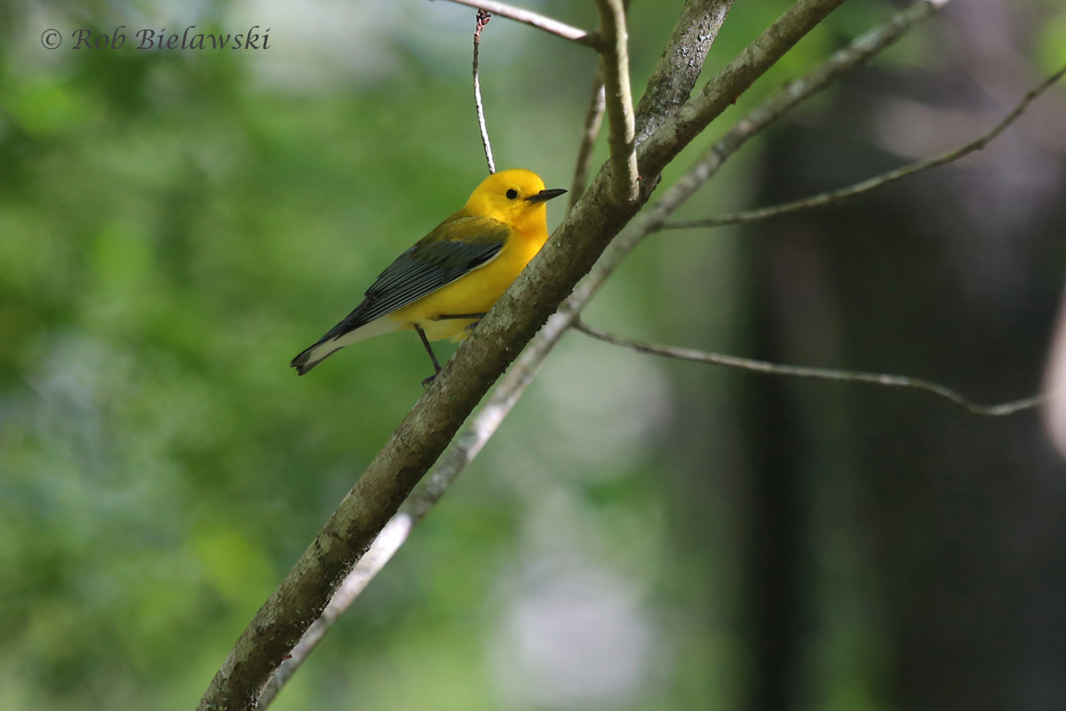   Prothonotary Warbler / 9 Apr 2016 / Great Dismal Swamp NWR, Suffolk, VA  