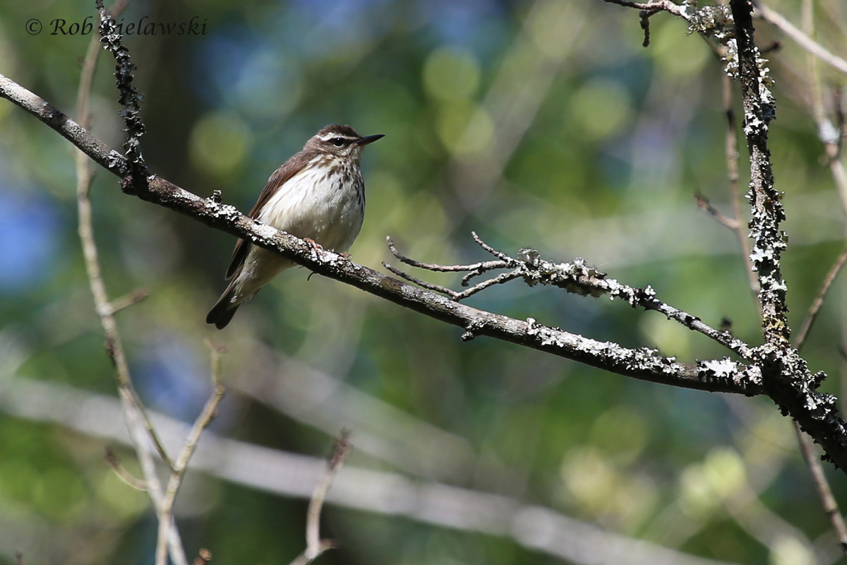   Louisiana Waterthrush / 9 Apr 2016 / Great Dismal Swamp NWR, Suffolk, VA  