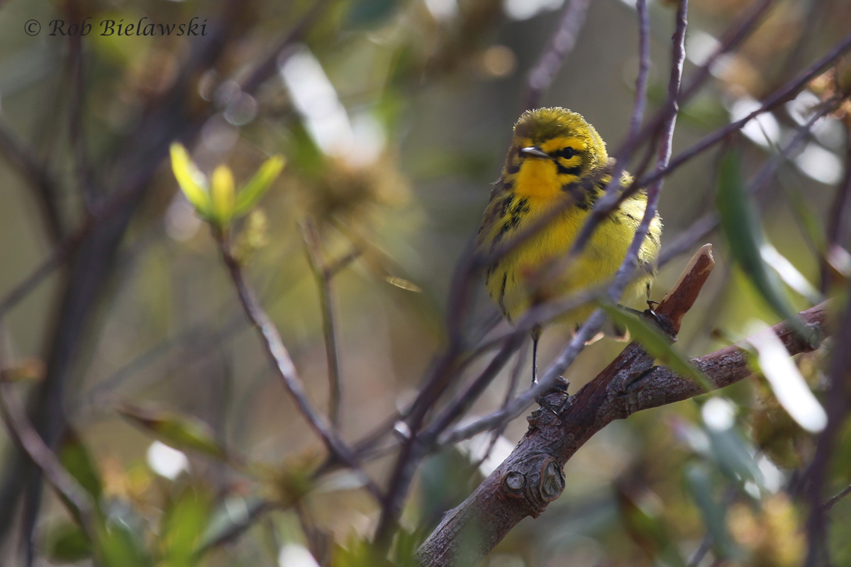   8 Apr 2016 - Back Bay NWR, Virginia Beach, VA  