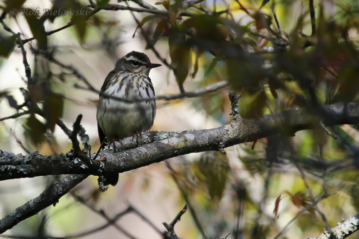   9 Apr 2016 - Great Dismal Swamp NWR, Suffolk, VA  