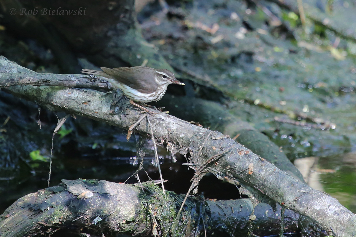   9 Apr 2016 - Great Dismal Swamp NWR, Suffolk, VA  