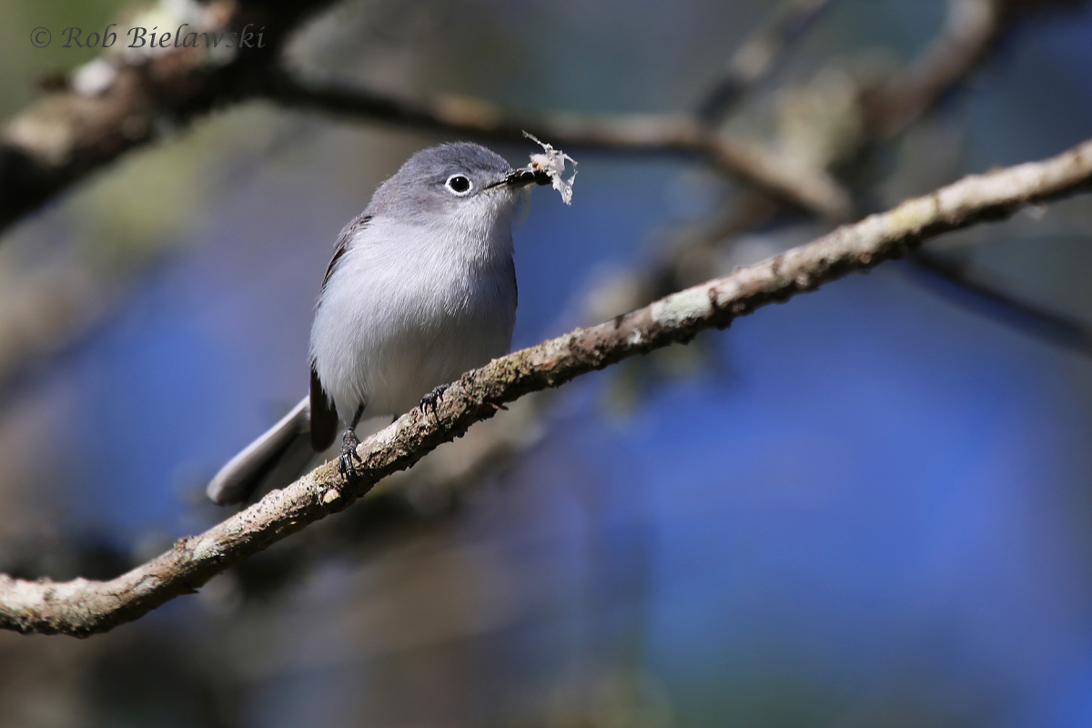 Blue-gray Gnatcatcher, Bird