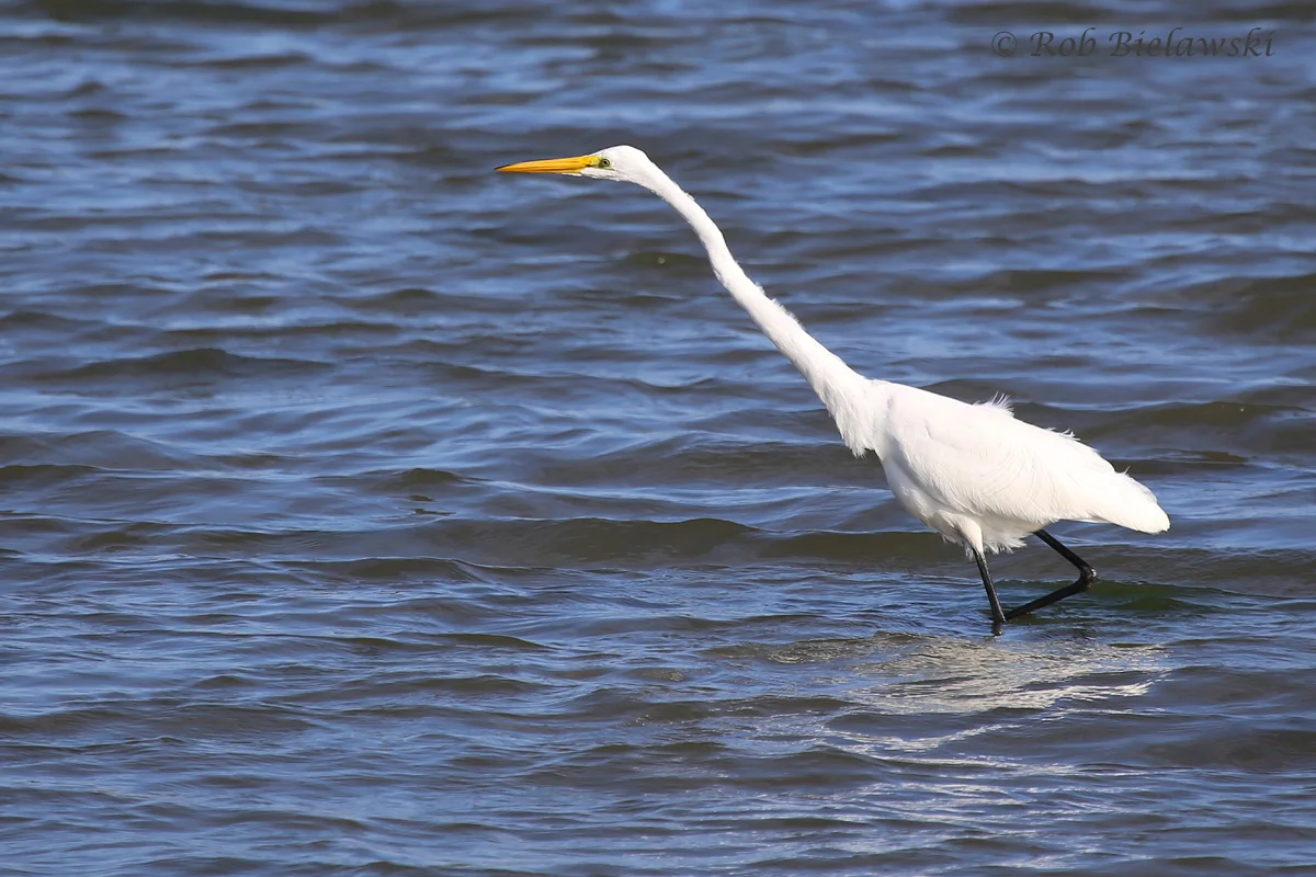   6 Apr 2016 - Pleasure House Point NA, Virginia Beach, VA  