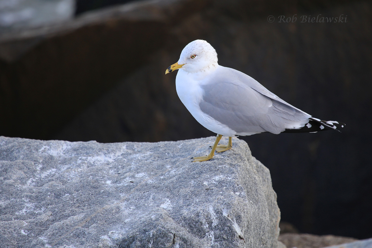   29 Jan 2016 - South Thimble Island, Virginia Beach, VA  