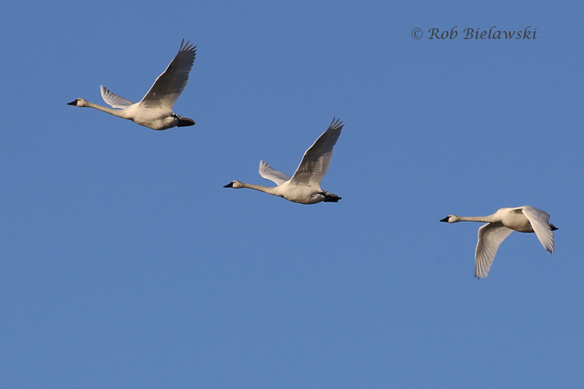   31 Jan 2016 - Back Bay NWR, Virginia Beach, VA  