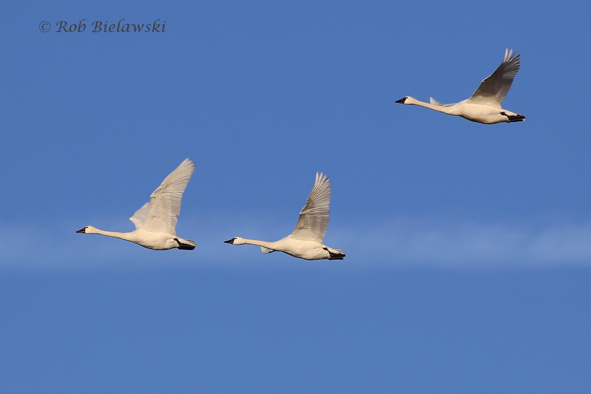   31 Jan 2016 - Back Bay NWR, Virginia Beach, VA  