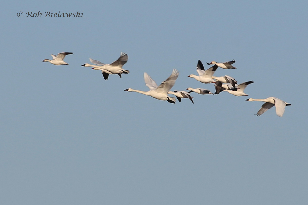   Snow Geese (smaller) with Tundra Swans (larger) -&nbsp;31 Jan 2016 - Back Bay NWR, Virginia Beach, VA  
