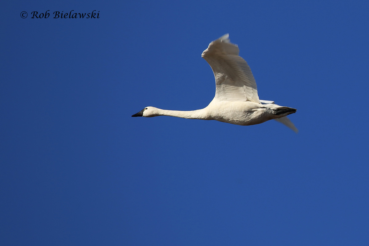   31 Jan 2016 - Back Bay NWR, Virginia Beach, VA  