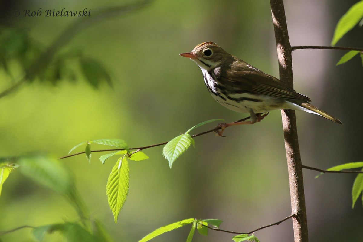   Ovenbird / 17 Apr 2016 / Stumpy Lake NA  