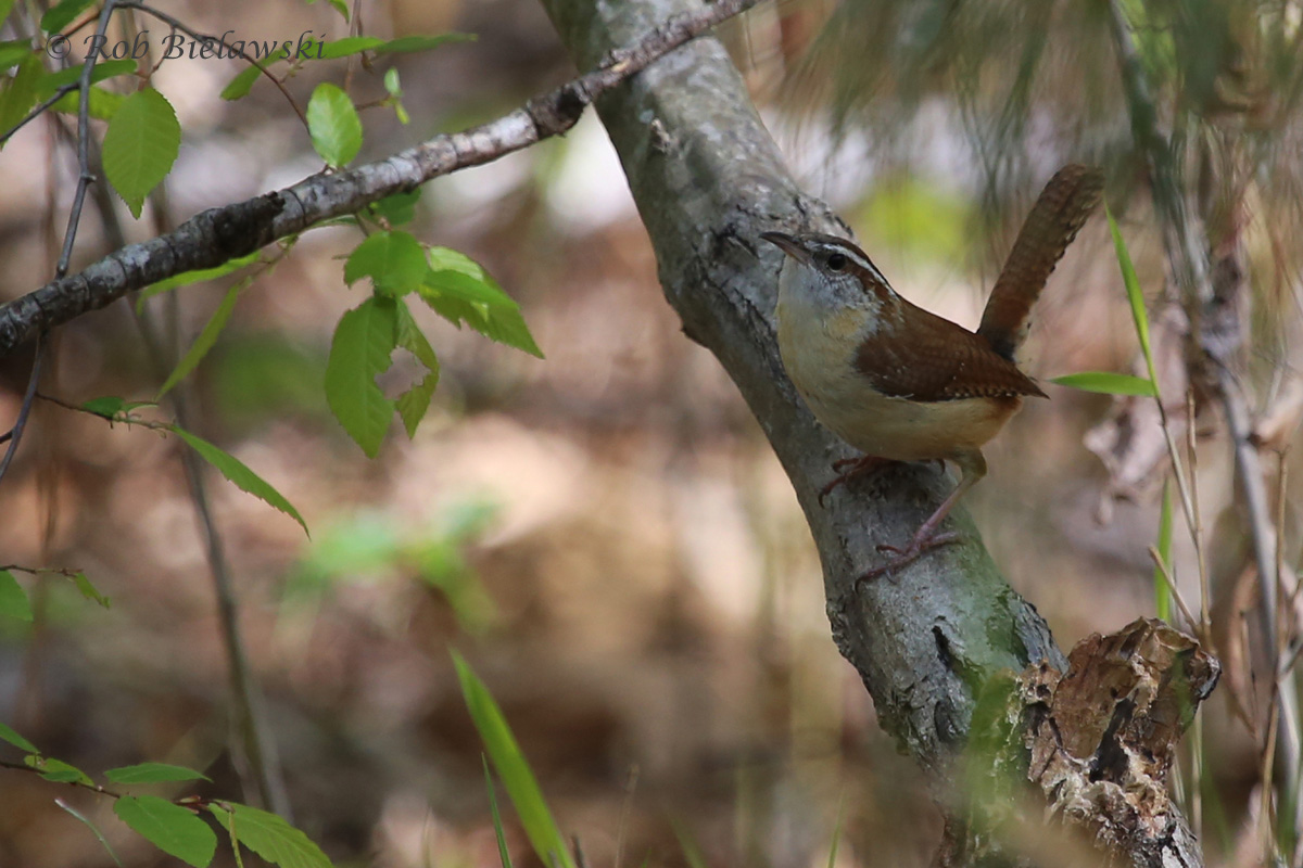   Carolina Wren / 17 Apr 2016 / Stumpy Lake NA  