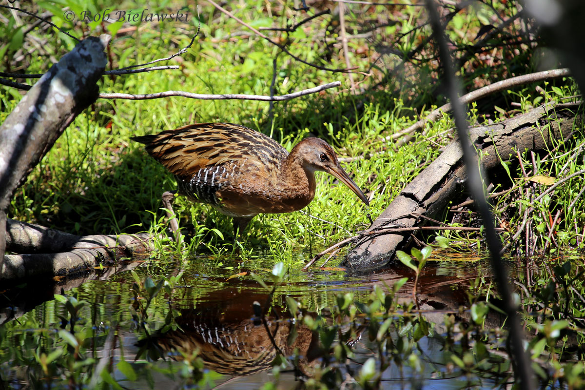 King Rail