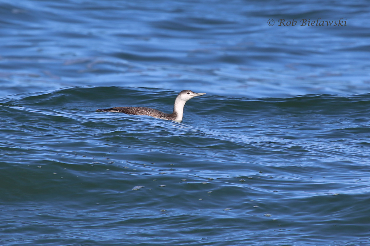 Red-throated Loon