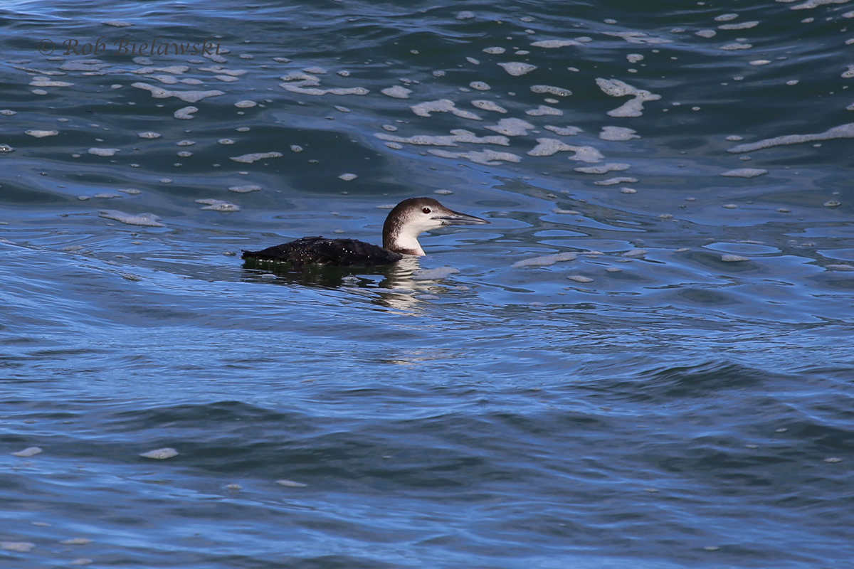 Common Loon