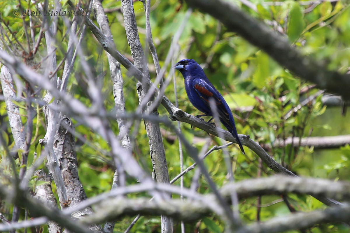 Blue Grosbeak