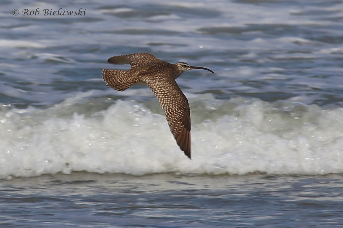 Whimbrel