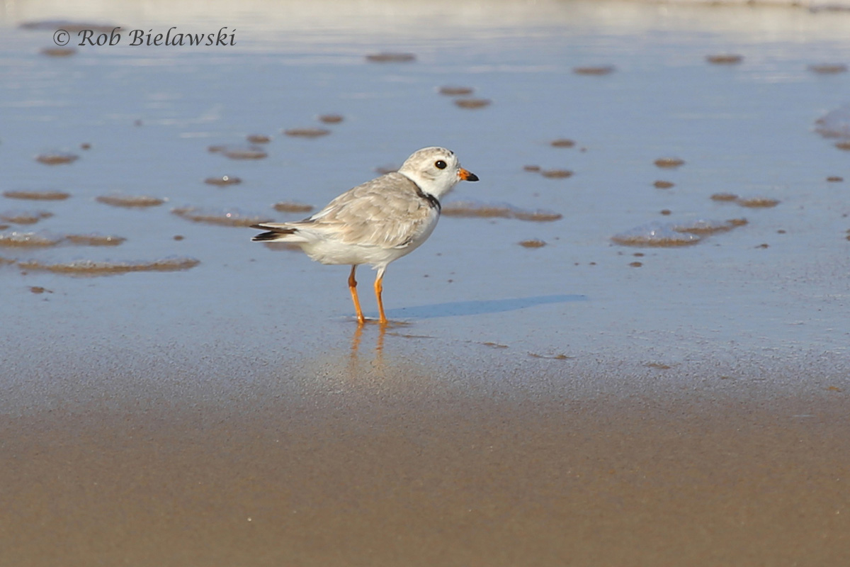 Piping Plover