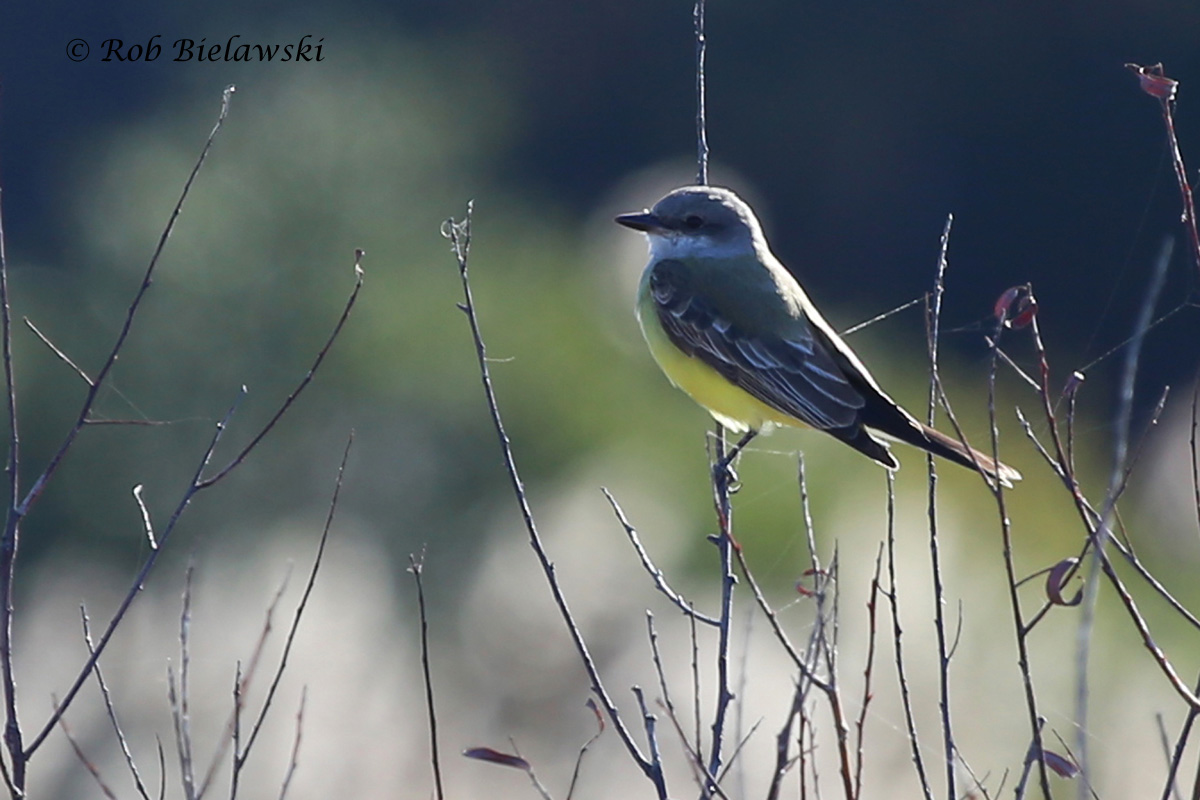 Western Kingbird