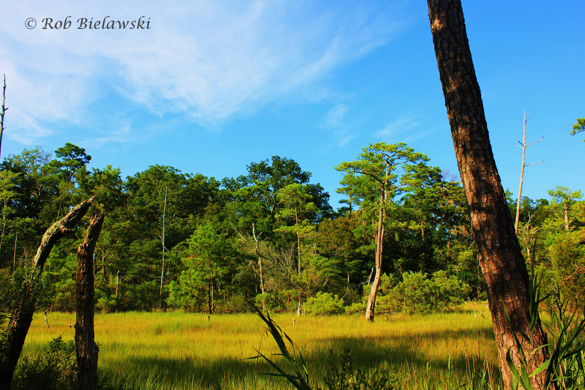 Tidal Marsh