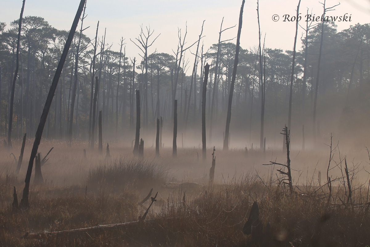 Tidal Marsh