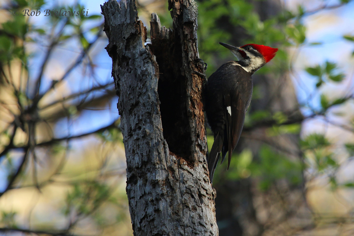 Pileated Woodpecker