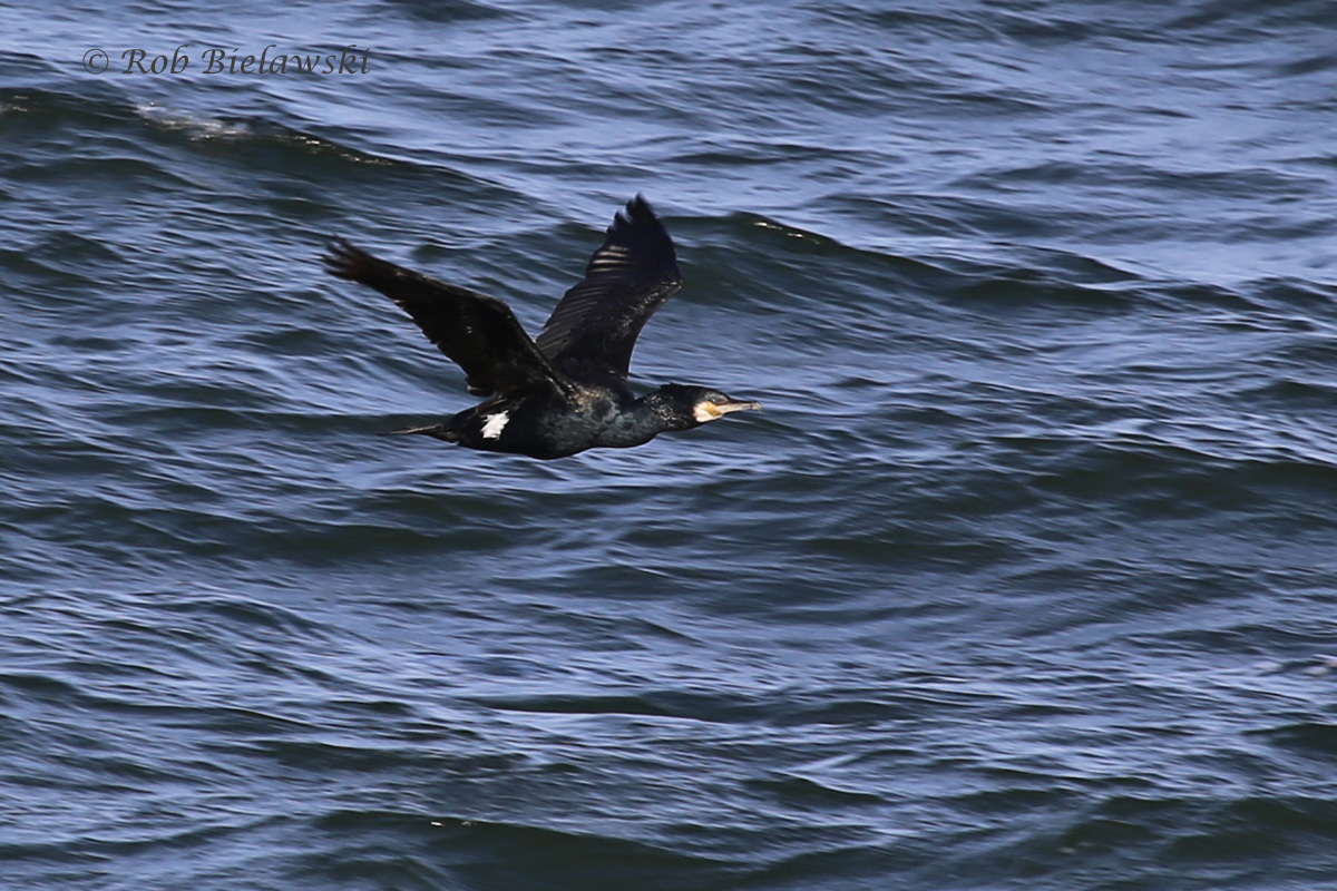 Great Cormorant