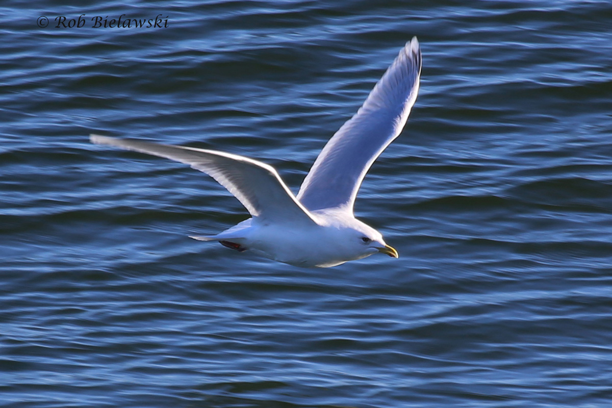 Iceland Gull