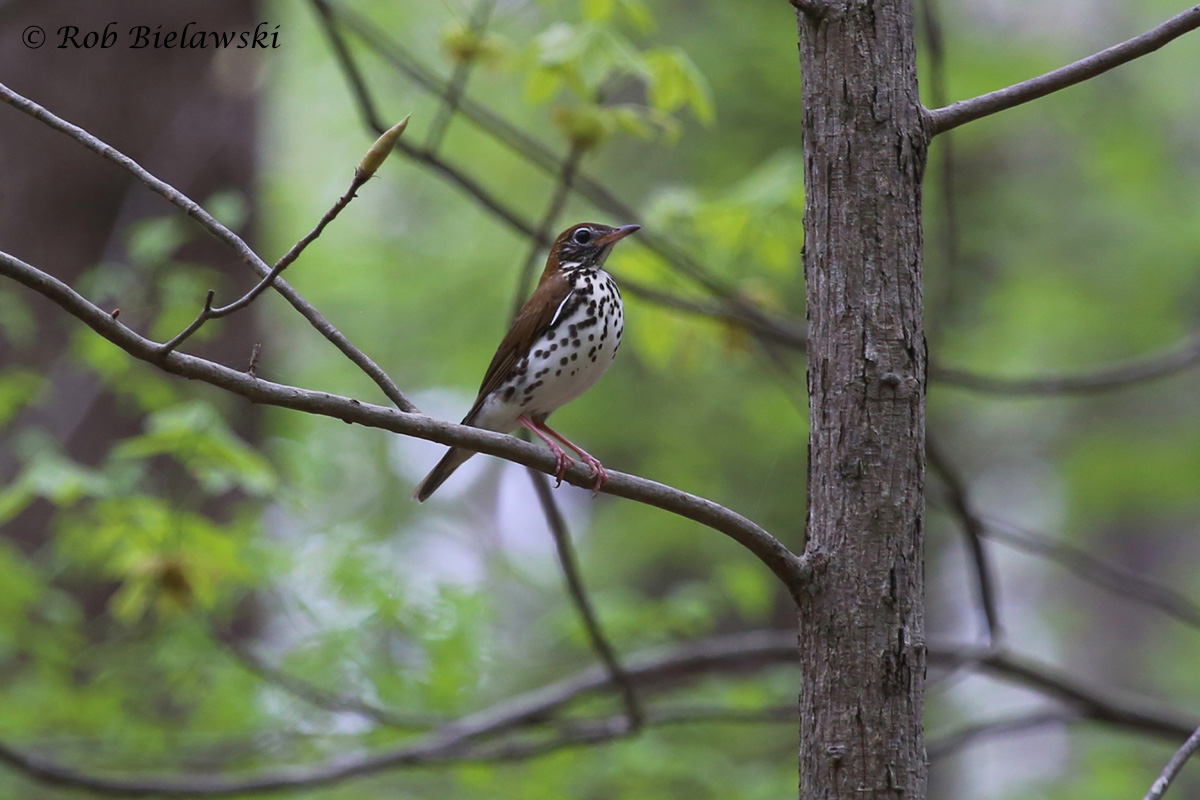 Wood Thrush