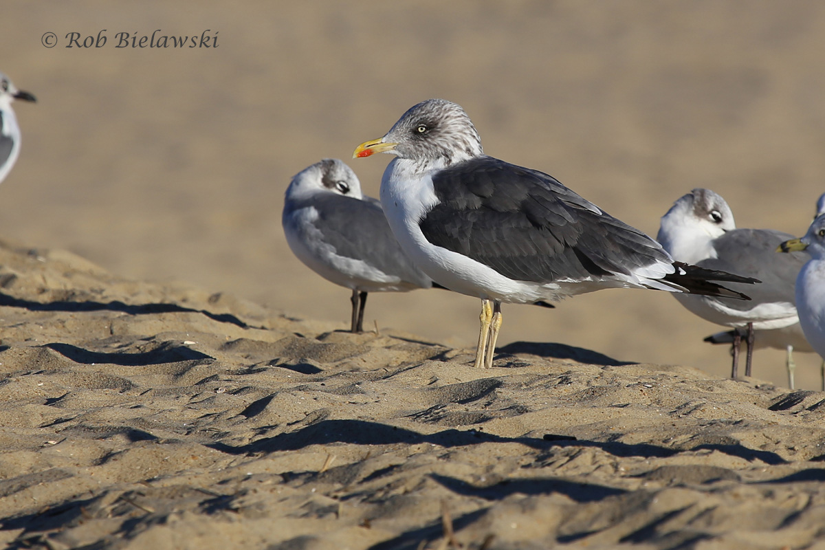 Lesser Black-backed Gull