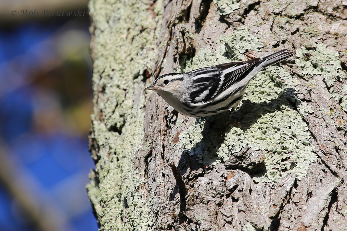 Black-and-white Warbler