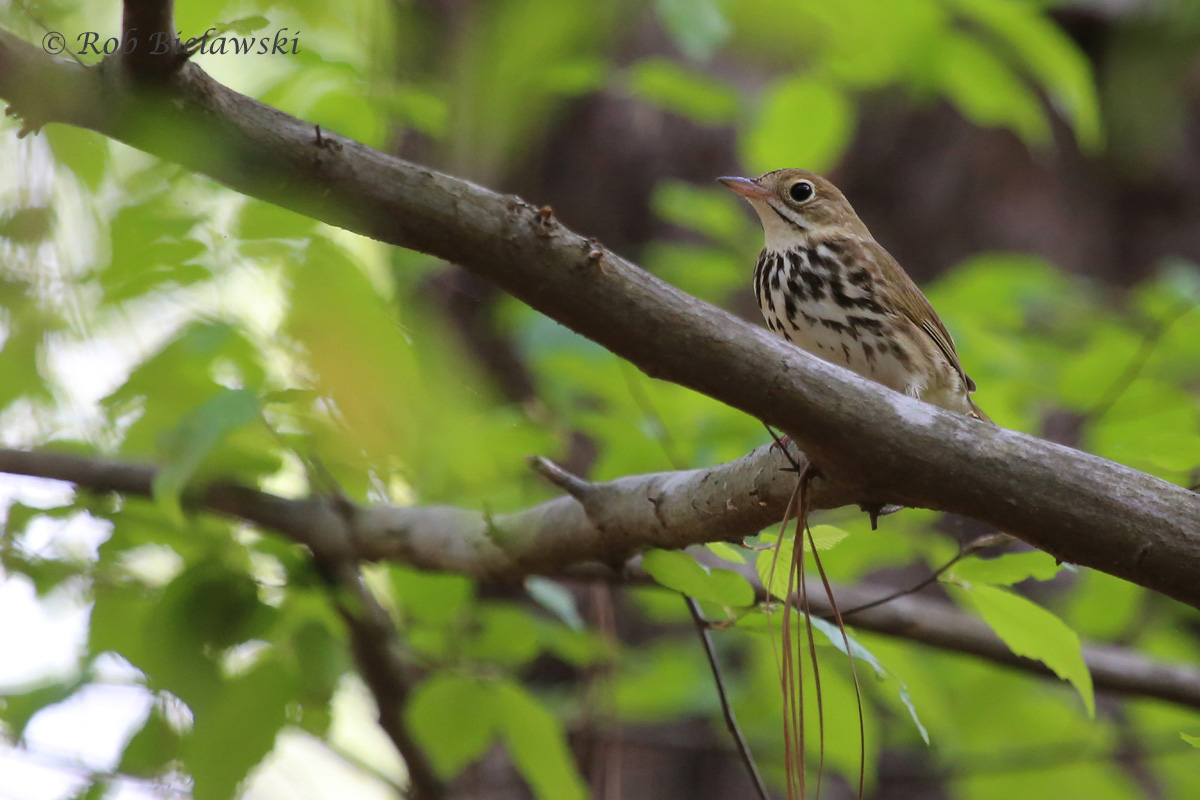   Ovenbird / 19 Apr 2016 / Stumpy Lake NA  