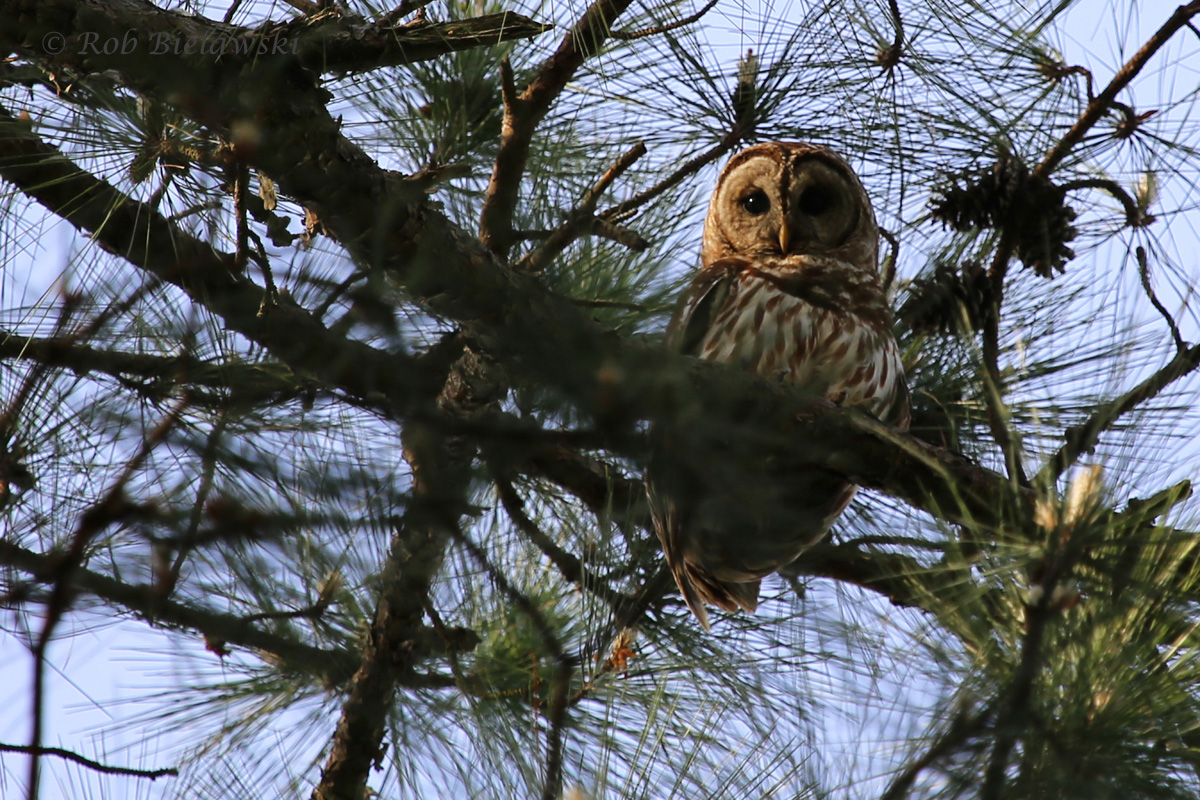   Barred Owl / 19 Apr 2016 / Stumpy Lake NA  