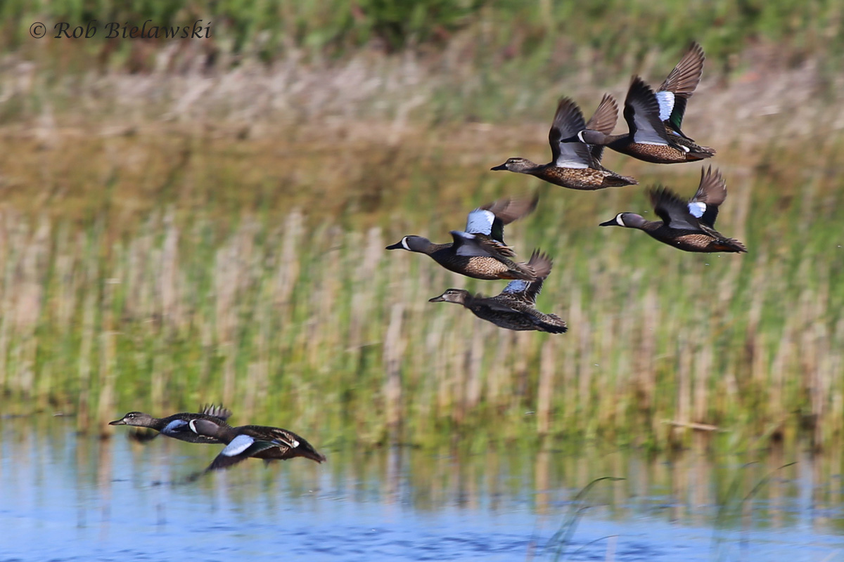   Blue-winged Teal / 20 Apr 2016 / Back Bay NWR  