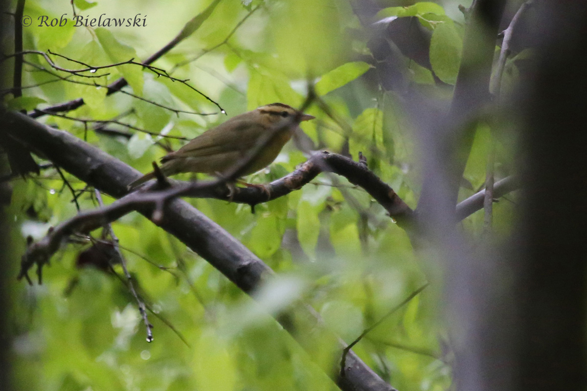   Worm-eating Warbler / 23 Apr 2016 / Stumpy Lake NA  