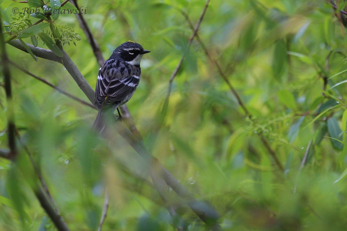   Yellow-rumped Warbler / 23 Apr 2016 / Stumpy Lake NA  