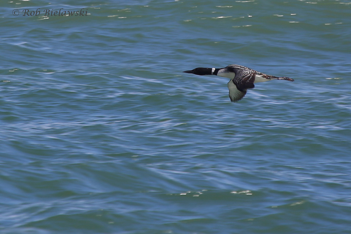   Common Loon / 23 Apr 2016 / Back Bay NWR  