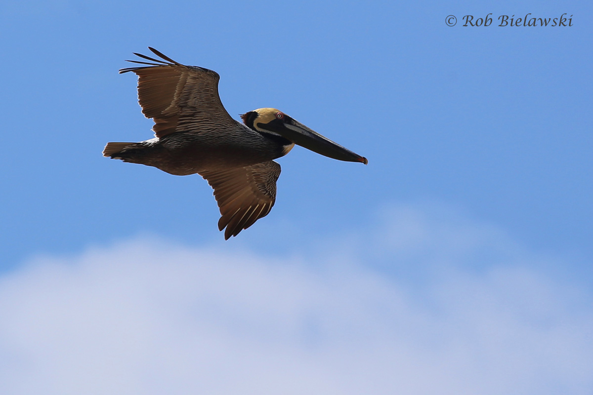   Brown Pelican / 23 Apr 2016 / Back Bay NWR  