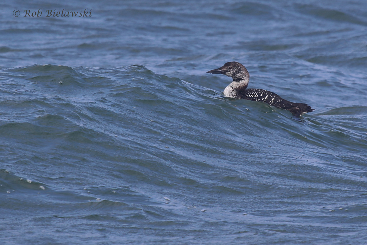   Common Loon / 23 Apr 2016 / Back Bay NWR  