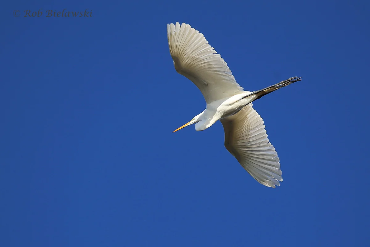   20 Apr 2016 / Back Bay NWR  