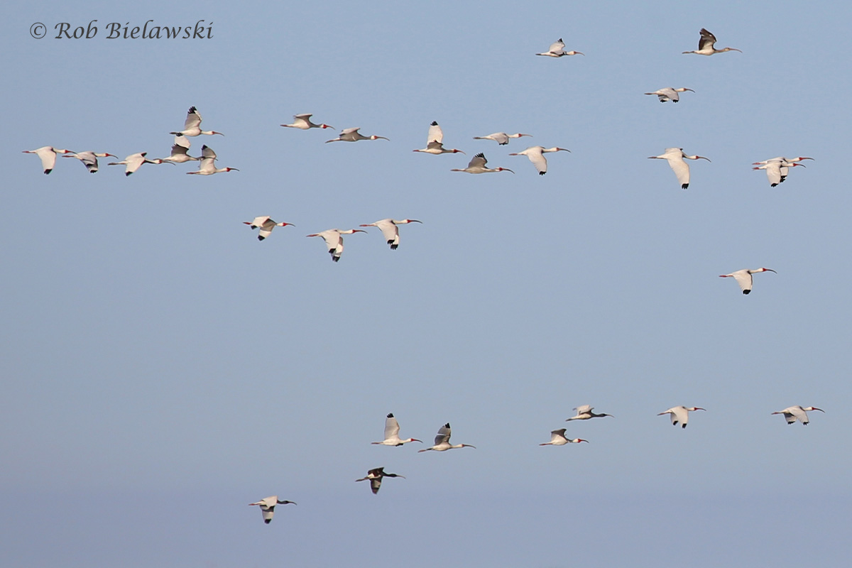   20 Apr 2016 / Back Bay NWR  