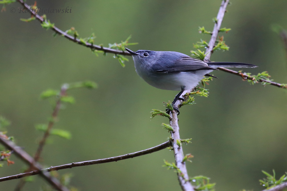 Blue-Gray Gnatcatcher, Nature of the Lake