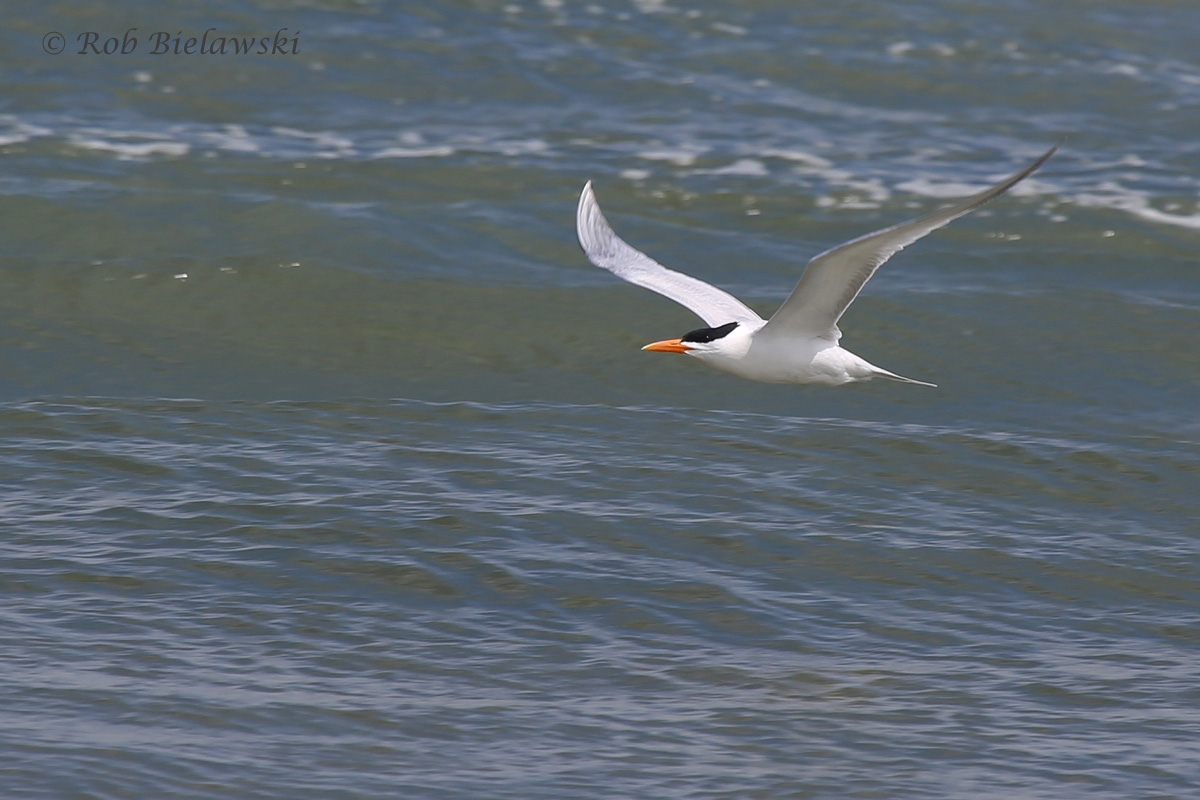   23 Apr 2016 / Back Bay NWR  