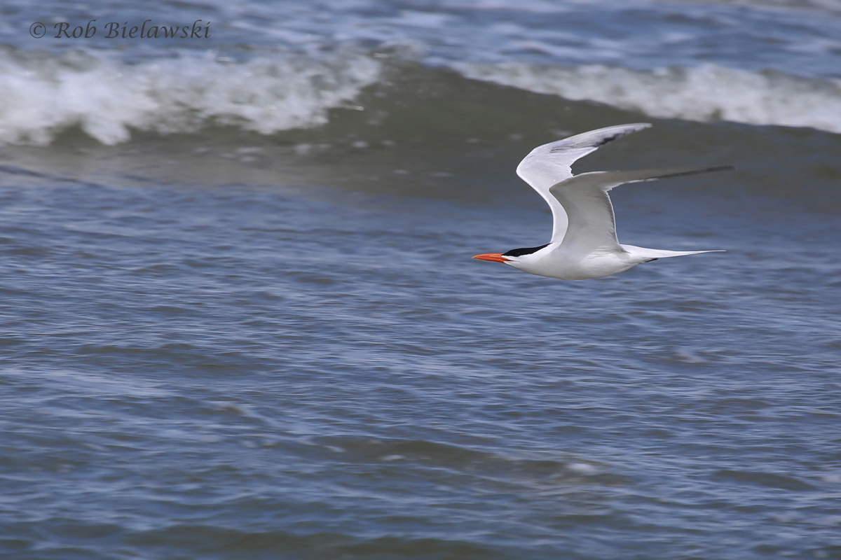   23 Apr 2016 / Back Bay NWR  