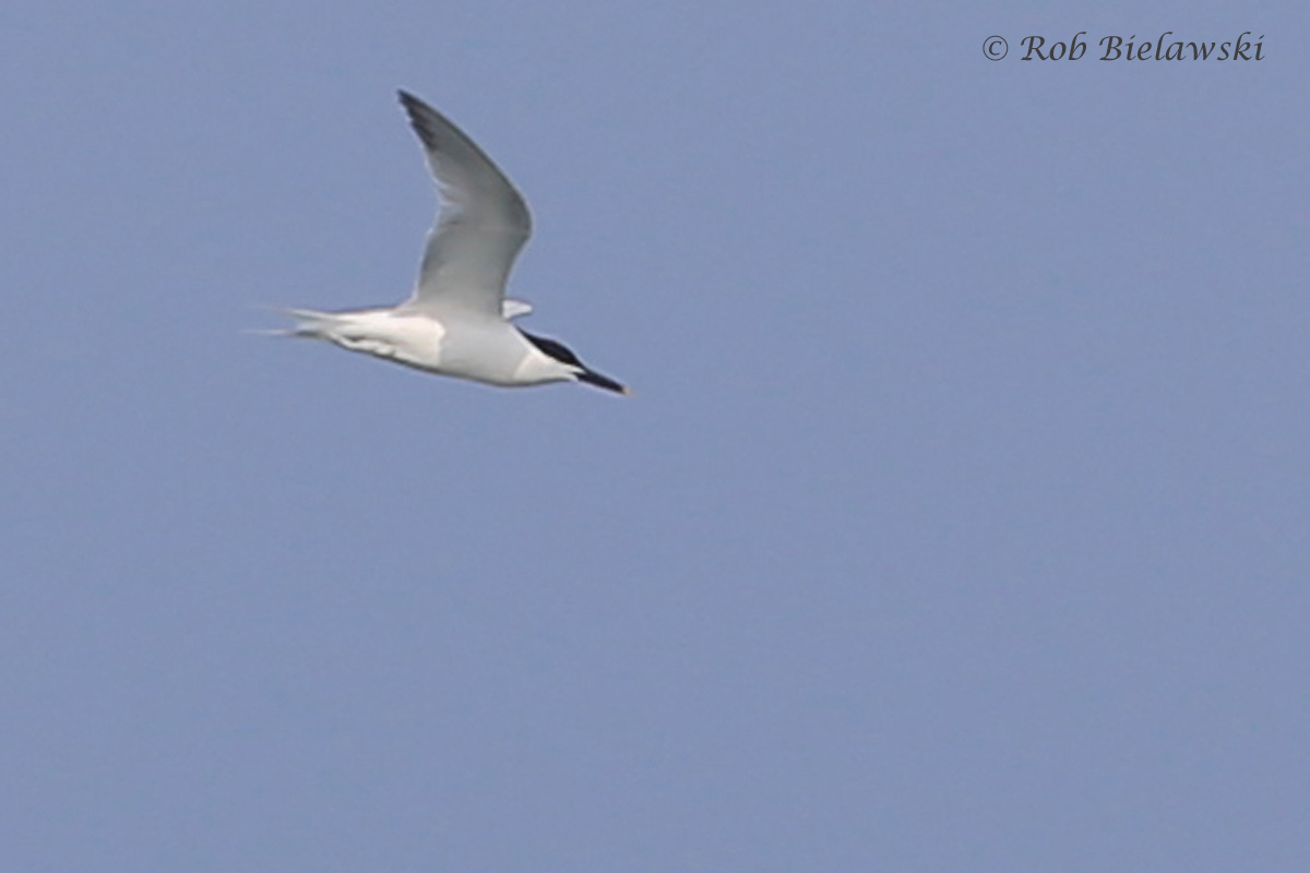   23 Apr 2016 / Back Bay NWR  