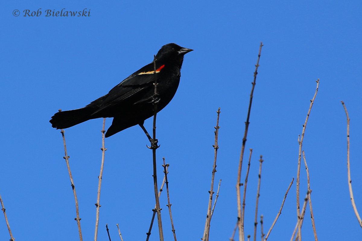   24 Apr 2016 / Back Bay NWR  