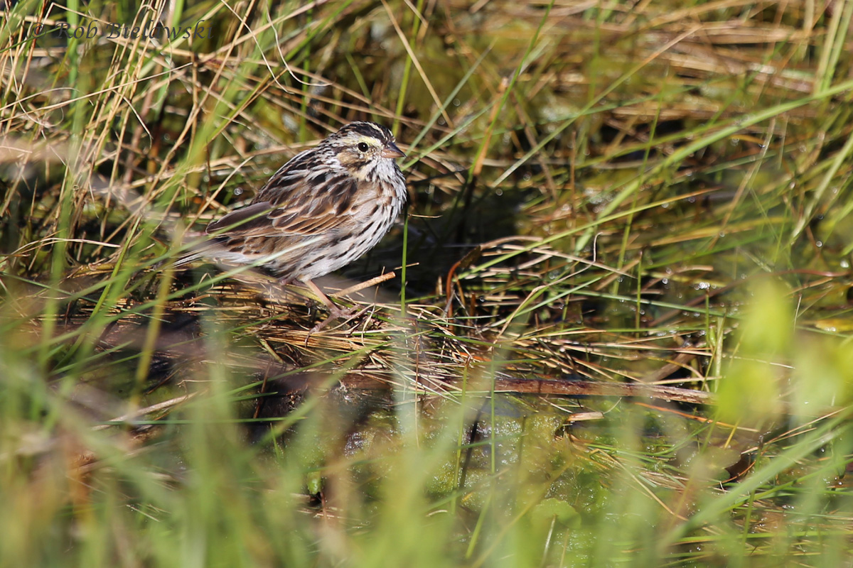   20 Apr 2016 / Back Bay NWR  