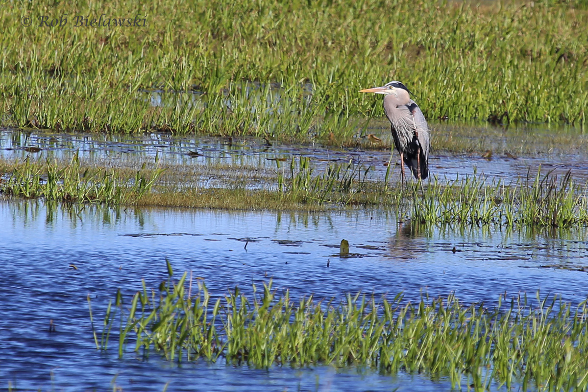   20 Apr 2016 / Back Bay NWR  